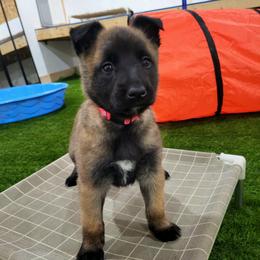 Girl 4 - female Belgian Tervuren puppy in Farmington, Maine from Pine State Shepherds