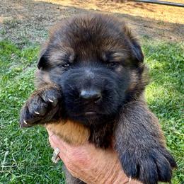 26F Yellow Collar - Sable female German Shepherd puppy in Mariposa, California from Team Reeves Ranch