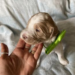 English Springer Spaniel, Poodle, and Springerdoodle Puppies from SpringerDoodles at the Beach