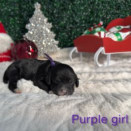 Purple girl - Black and white female Bernedoodle puppy in Modesto, California from Two Doods Doodles