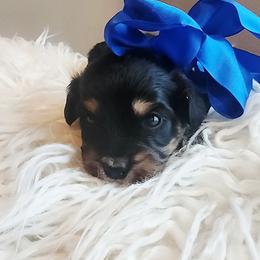 Boy 3 - Tri-color male Cavapoo puppy in Junction, Utah from City Creek Cavapoos