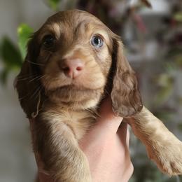 Dachshund Puppies from Royal Dackel Haus
