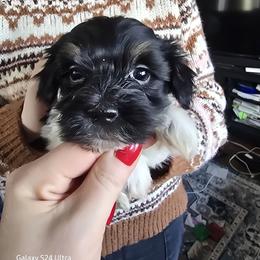 Boy 2 - Black and white male Havanese puppy in Melba, Idaho from Lawson Havanese