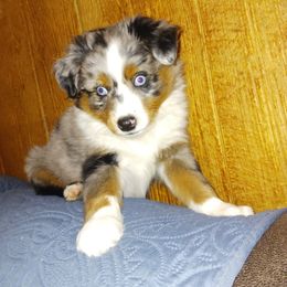 Miniature Australian Shepherd Puppies from D & B Aussies