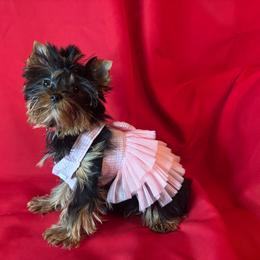 LB girl 1 pink - Blue and gold female Yorkshire Terrier puppy in Alburnett, Iowa from Hobbs Shire Yorkies