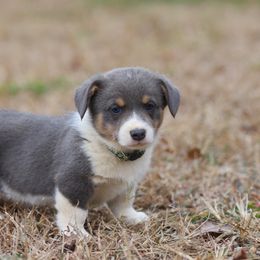 Boy 2 - Blue male Pembroke Welsh Corgi puppy in Ocala, Florida from Dolan Farms Corgis
