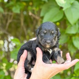 Ruby - Phantom female Bernedoodle puppy in Bellville, Ohio from Bernedoodle Buddies