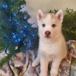 Lady - Red and white female Siberian Husky puppy in Elk River, Minnesota from Naturez Siberians