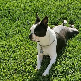 Boston Terriers from Raven Guzik's Boston Terriers