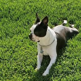 Boston Terriers from Raven Guzik's Boston Terriers