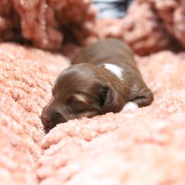 Lottie - Red female Dachshund puppy in Eaton, Ohio from Miniature Alphas Dachshunds