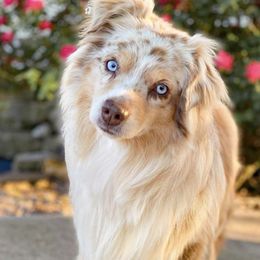 Australian Shepherds, Miniature American Shepherds, Miniature Australian Shepherds, and Toy Australian Shepherds from Wigglebutts Unlimited