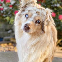 Australian Shepherds, Miniature American Shepherds, Miniature Australian Shepherds, and Toy Australian Shepherds from Wigglebutts Unlimited