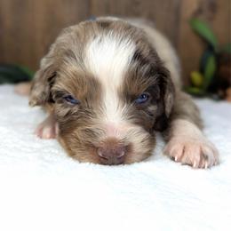 Tie dye collar - Red merle male Australian Shepherd puppy in Coulee City, Washington from Mr and Mrs Doodle Farm