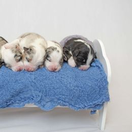 Australian Shepherd Puppies from Saddle Peak Aussies
