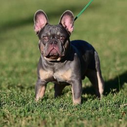 Reacher - French Bulldog