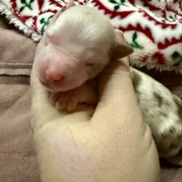 Scarlet - Red merle female Miniature Australian Shepherd puppy in Gatesville, Texas from Southern Promise Aussie’s
