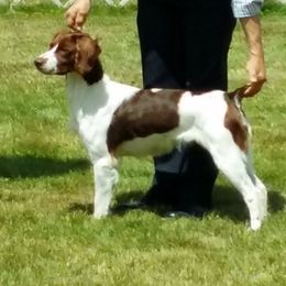 Luna - Brittany