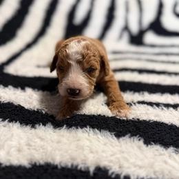 Timon - Red  male Goldendoodle puppy in Jacksonville, Florida from Dandelion Doodles
