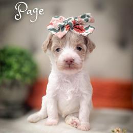 Page - Parti female Goldendoodle puppy in Cleveland, Tennessee from Edgewater Doodles & Designer Pups