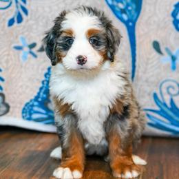 Fleecy - Merle female Bernedoodle puppy in Dundee, Ohio from Down Home Doodle