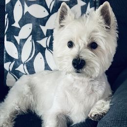 West Highland White Terriers from Gina's Westie Pups
