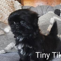 TIKI - Silver male Shih Tzu puppy in Ruffs Dale, Pennsylvania from RAM Shih Tzus Rolling Hills of PA