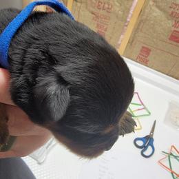 Ares (Blue Collar) - Black and mahogany male Rottweiler puppy in York, South Carolina from CenturionOne LLC