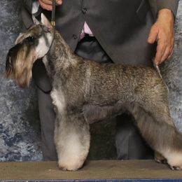 Redd - Miniature Schnauzer