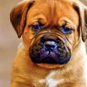 Boy 3 - Fawn Dogue de Bordeaux puppy in Folsom, California from Santacera Dogue de Bordeaux