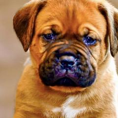 Boy 3 - Fawn Dogue de Bordeaux puppy in Folsom, California from Santacera Dogue de Bordeaux