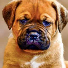Boy 3 - Fawn Dogue de Bordeaux puppy in Folsom, California from Santacera Dogue de Bordeaux