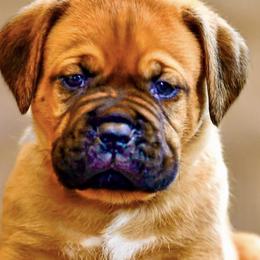 Boy 3 - Fawn Dogue de Bordeaux puppy in Folsom, California from Santacera Dogue de Bordeaux