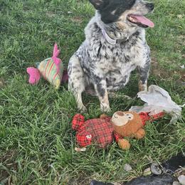 Marlie - Australian Cattle Dog