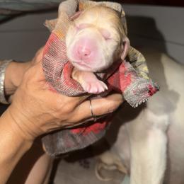 Pua - Yellow female Labrador Retriever puppy in Cortez, Colorado from Aloha Lab Pups of SW Colorado