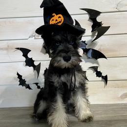 Miniature Schnauzer Puppies from Schnauzers on Robinson Lane
