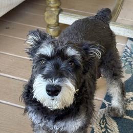 BJ, Betty Jean - Miniature Schnauzer