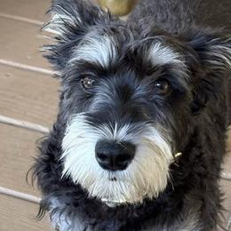 BJ, Betty Jean - Miniature Schnauzer