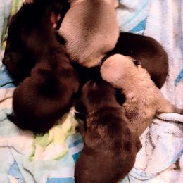 Pug Puppies from Hatfield Pugs
