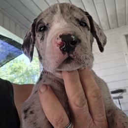 FEMALE MERLE FUSCIA COLLAR - Merle female Great Dane puppy in Hickman, Kentucky from Tidal Wave Danes