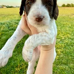 Willow - Parti female Goldendoodle puppy in Caddo Mills, Texas from Fire Wife Doodles