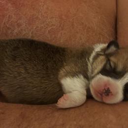 Pembroke Welsh Corgis from Holly Harmer