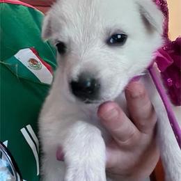 Betty - White female German Shepherd puppy in Yuba City, California from Barton’s German Shepherds