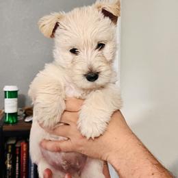 Scottish Terrier Puppies from Rainier Scotties