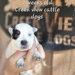 Girl 3 - Blue female Australian Cattle Dog puppy in Monroe, North Carolina from Creek View Cattle Dogs