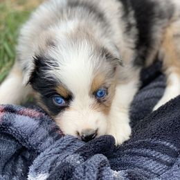 Australian Shepherd Puppies from Rolling Hills Australian Shepherds