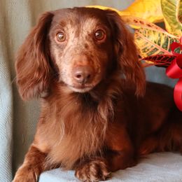 Bowie - Dachshund