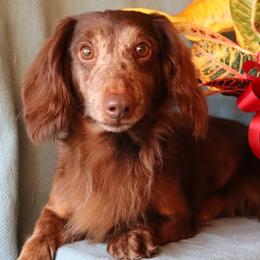 Bowie - Dachshund