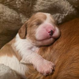 Yankee Jim - Blenheim male Cavapoo puppy in Auburn, California from Gold Country Doodles