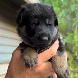 Pink - Black and tan female German Shepherd puppy in Windsor, Colorado from German Shepherds